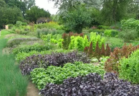 Spacer po Ogrodzie Botanicznym UMCS w Lublinie 